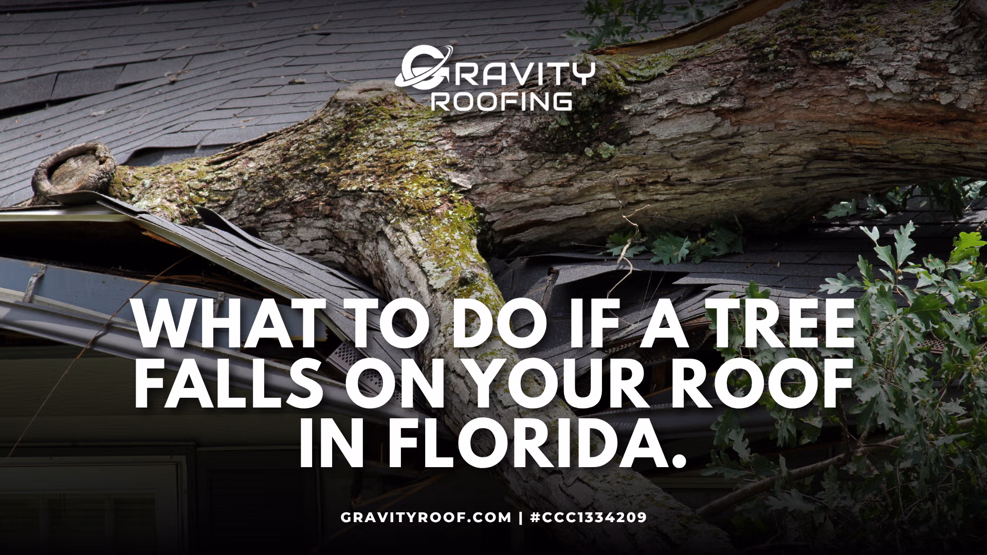 What to do if a tree falls on your roof